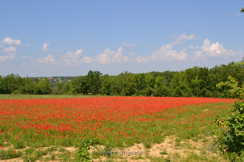 DSC 0133.JPG - Champ de coquelicot dans le Tarn.